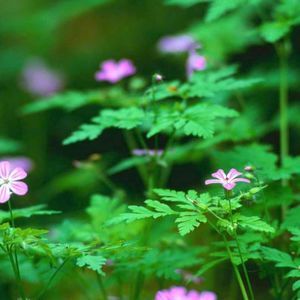 Meet your Posher, Anthony b.